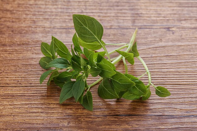 Young fresh green basil leaves