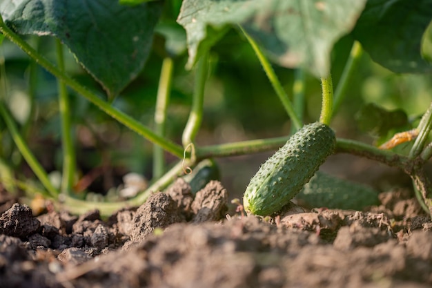 Young fresh green cucumbers grow garden in open ground on brown soil background copy space