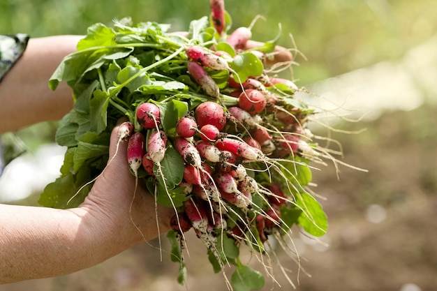 Young fresh grown radishes in the garden or on farm Closeup Ripe radishes on the background of beds
