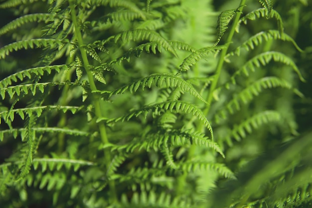 Young fresh leaves of fern. Athyrium filix-femina or Common Lady-fern close-up. Nature background