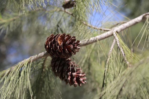 Young fresh pine cone and green needles on the forest background Free Photo