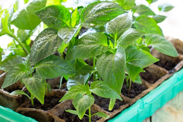 Young fresh seedling stands in a container on a wooden table. Pepper plantation.