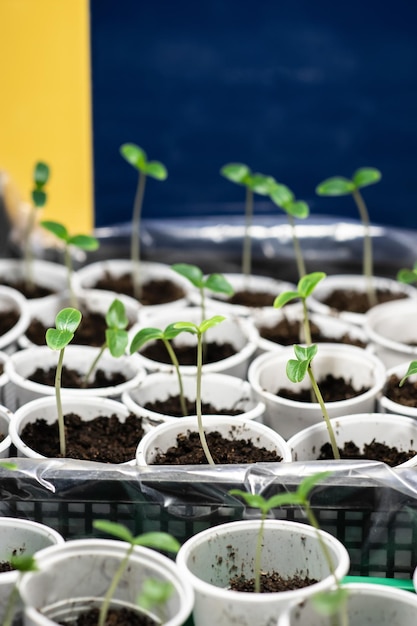 Young fresh seedlings grow in a potGardening seedlings germinate