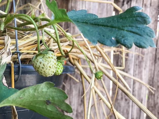 Giovane fragola fresca sulla pianta in fattoria