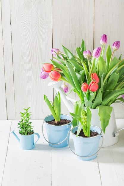 A young and fresh tulip in a sunny day