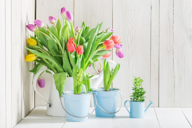 A young and fresh tulip on a white table