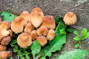 Photo young fruit bodies of glistening inkcap mushroom (coprinellus micaceus) closeup