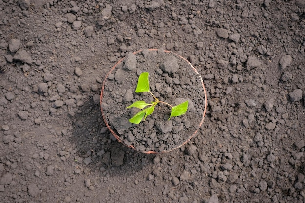 A young fruit plant in a pot on a background of dirt ground Agriculture gardening