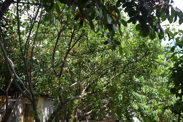 Young fruit trees in the garden covered with lush green leaves Beautiful garden in the south