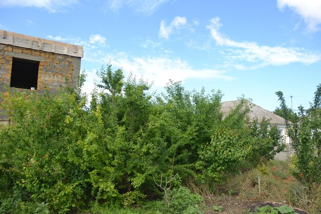 Young fruit trees in the garden covered with lush green leaves Beautiful garden in the south