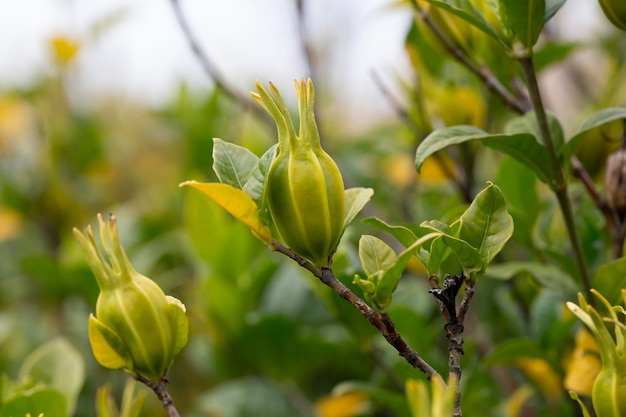 Photo young fruits of cape jasmine on the tree selective focus