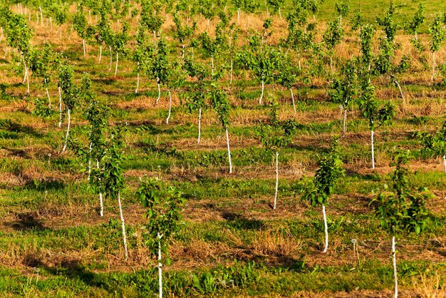 Young fruittrees