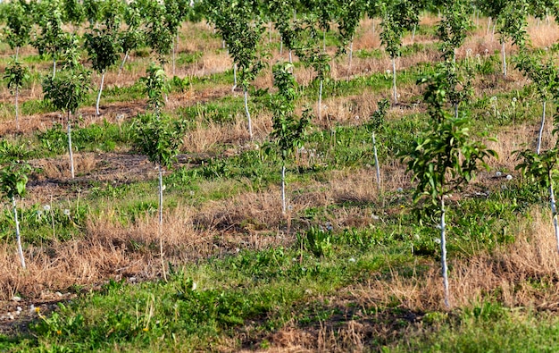 Young fruittrees