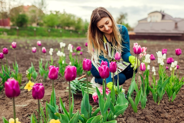 Молодой садовник собирает розово-фиолетовые тюльпаны в весеннем саду. Женщина кладет цветы в корзину, собирая луковичные растения.