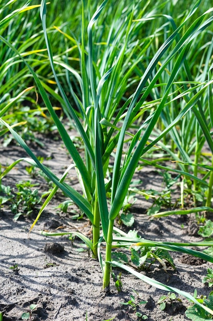 Young garlic in the garden