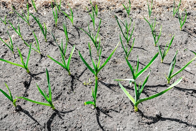 Young garlic shoots grow in rows in the garden Fresh vegetable harvest