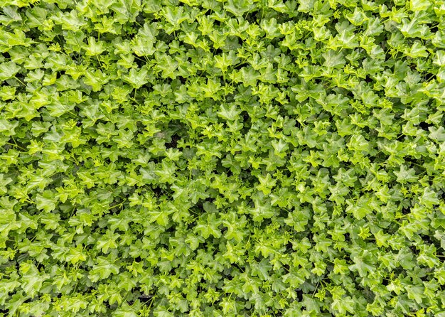 Young geranium plants background