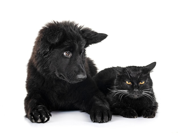 young german shepherd and cat in front of white background