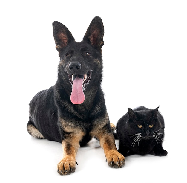 Young german shepherd and cat