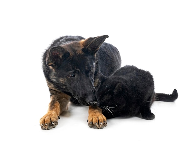 Young german shepherd and cat