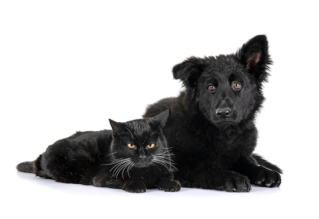 Young german shepherd and cat