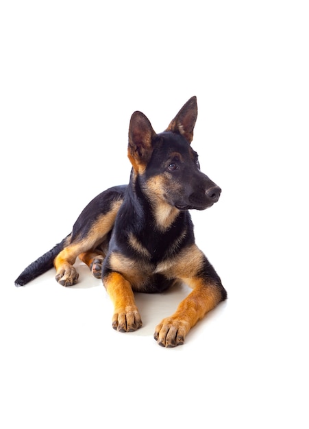 Young German Shepherd dog