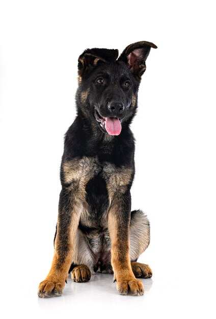 Young german shepherd in front of white background