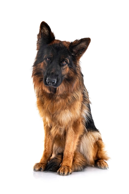 Young german shepherd in front of white background