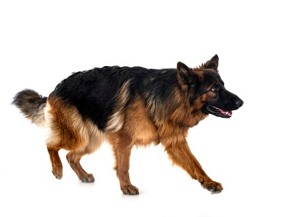 Young german shepherd in front of white background