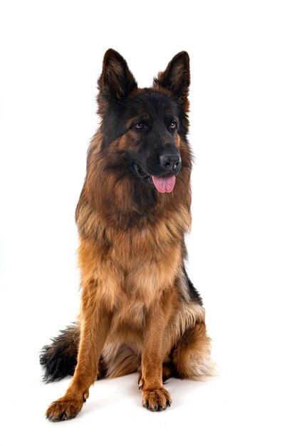 Young german shepherd in front of white background