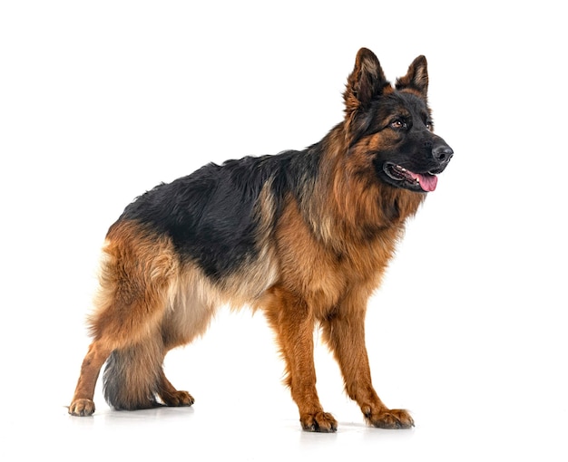 Young german shepherd in front of white background