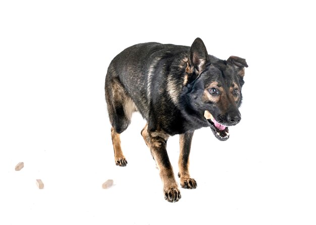 young german shepherd in front of white background