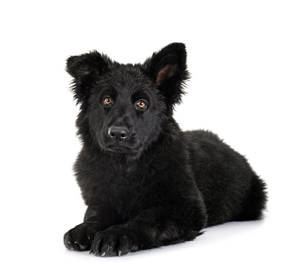 young german shepherd in front of white background