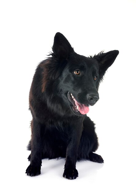 白い背景の前にある若いドイツの羊飼い