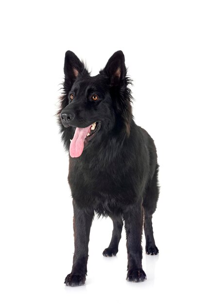 young german shepherd in front of white background