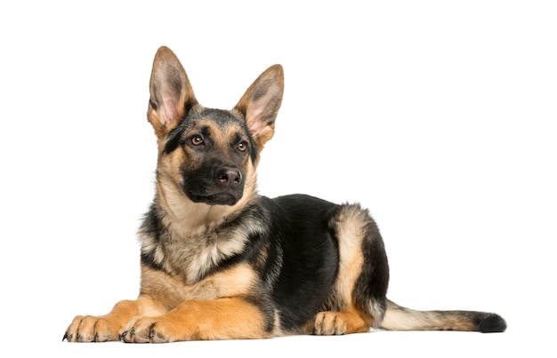 Young German shepherd lying down, looking away