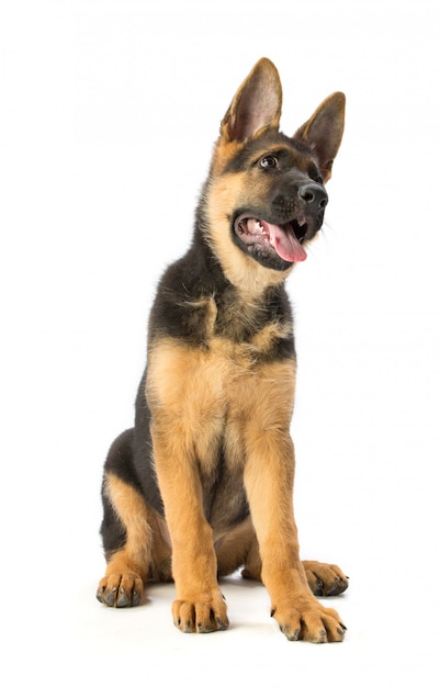 Young German shepherd sitting on white