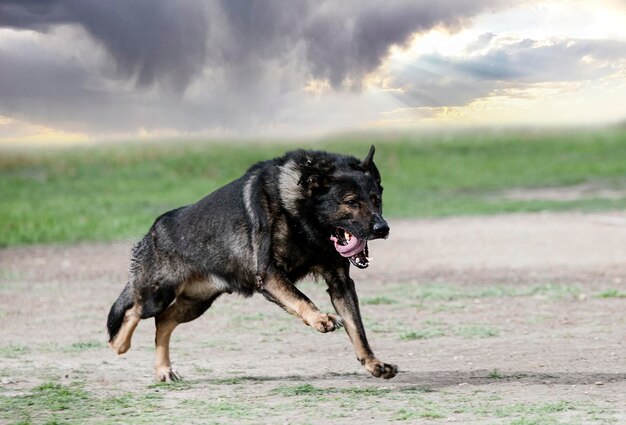 young german shepherd training in the nature for OBEDIENCE