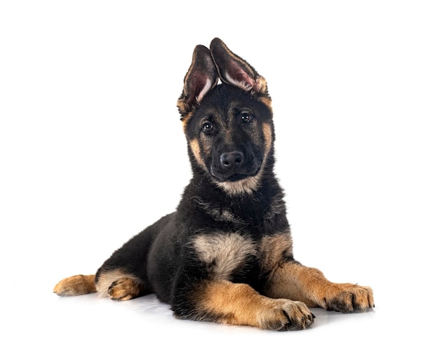 Young german shepherd