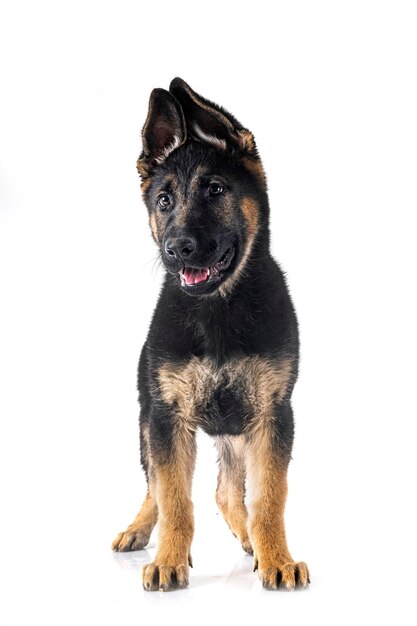 Photo young german shepherd