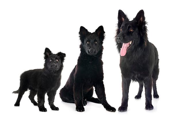 young german shepherds in front of white background