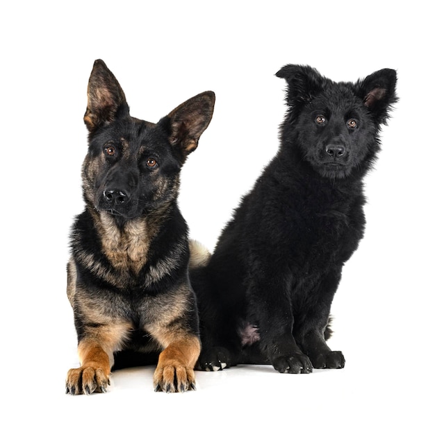 Photo young german shepherds