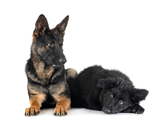 Photo young german shepherds