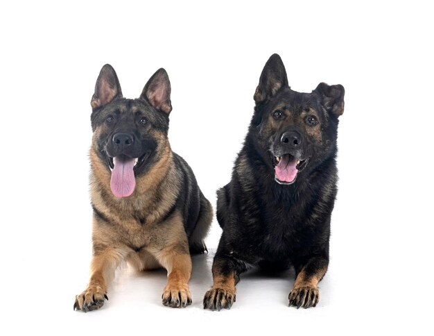 Young german shepherds