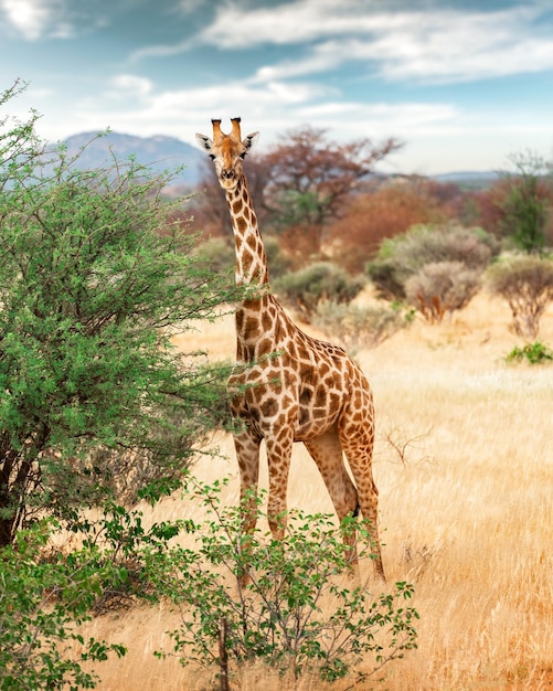 Young giraffe walking in african bush