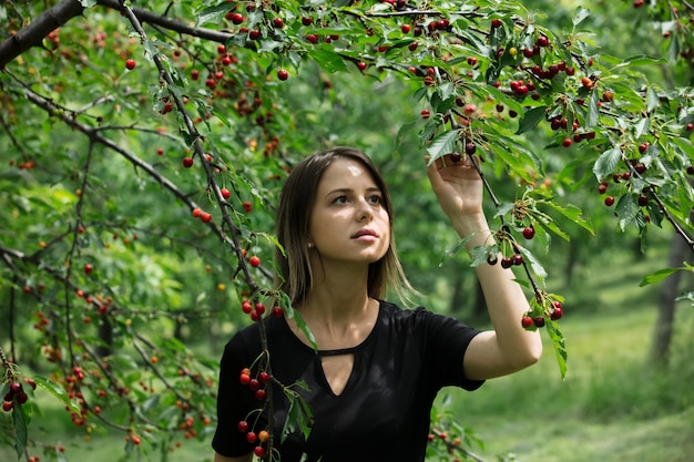 Giovane ragazza in un abito nero che raccoglie un raccolto di ciliegio