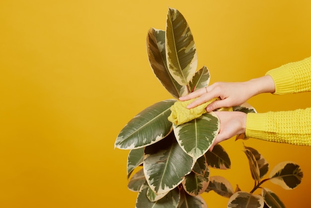 きれいな黄色の背景にフィカス植物の世話をする若い女の子