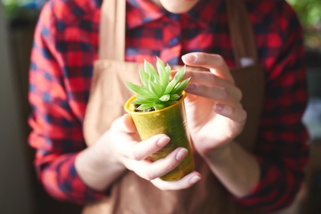 Young girl florist holding a sprout of a house plant