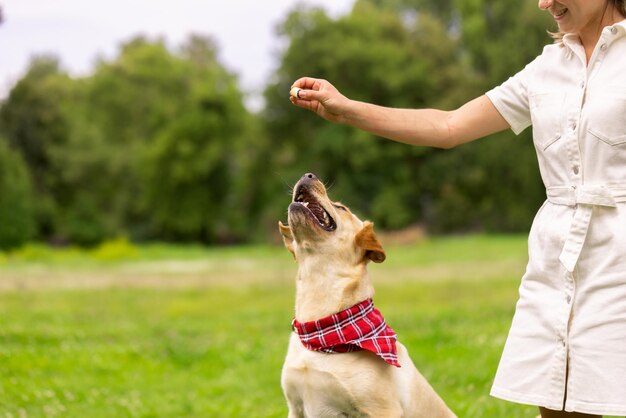 A young girl gives a treat to a labrador dog in the park dog\
training concept