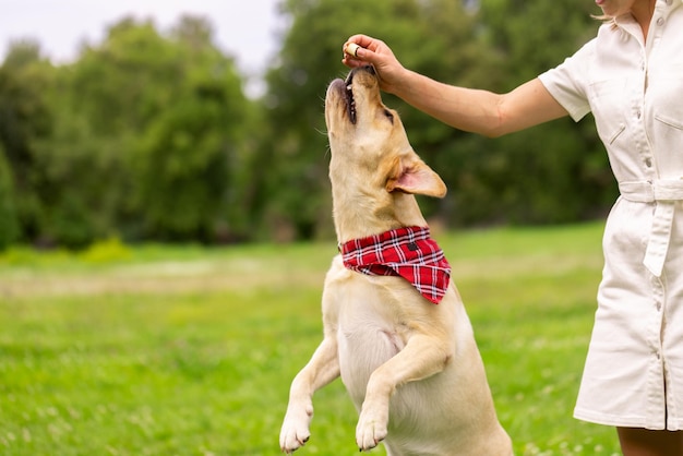 A young girl gives a treat to a labrador dog in the park dog training concept